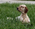 Setter Anglais LORD DEL ZAGNIS Setter Anglais LORD DEL ZAGNIS